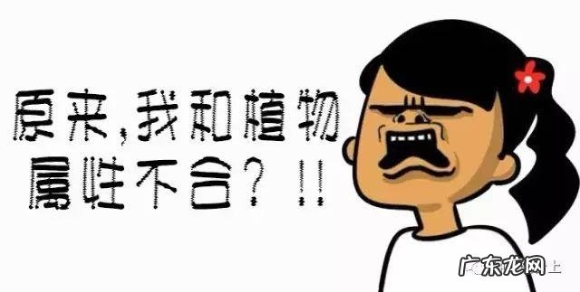 阳台风水煞台长教你植物破 家里阳台种菜影响风水