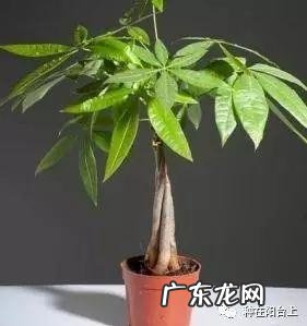 阳台风水煞台长教你植物破 家里阳台种菜影响风水