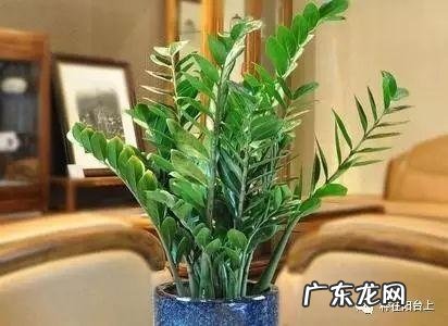阳台风水煞台长教你植物破 家里阳台种菜影响风水