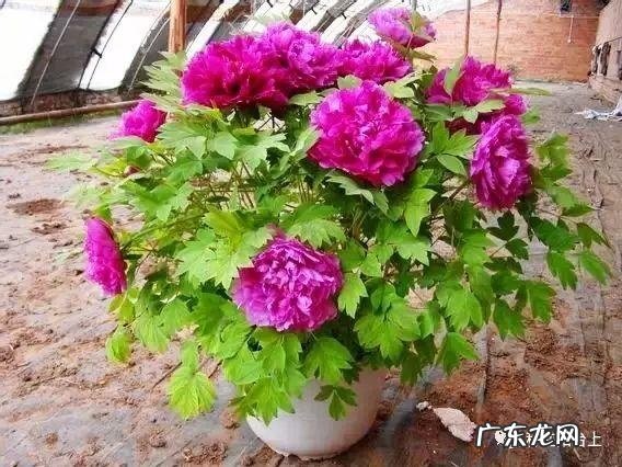 阳台风水煞台长教你植物破 家里阳台种菜影响风水