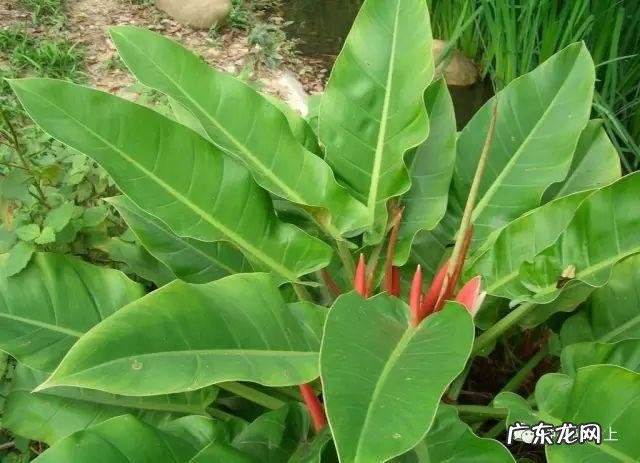 阳台风水煞台长教你植物破 家里阳台种菜影响风水
