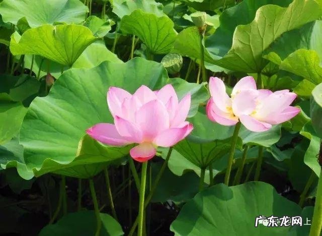 阳台风水煞台长教你植物破 家里阳台种菜影响风水