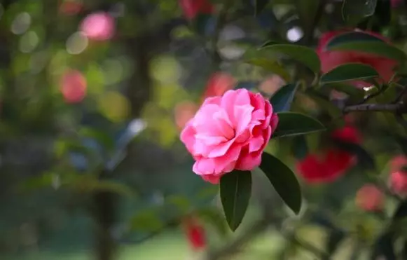 植物不能乱摆放原来植物也有风水秘诀 家里卧室养芦荟好吗风水