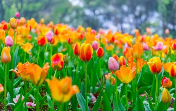 植物不能乱摆放原来植物也有风水秘诀 家里卧室养芦荟好吗风水