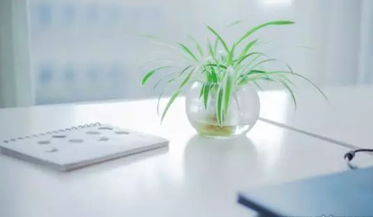 植物不能乱摆放原来植物也有风水秘诀 家里卧室养芦荟好吗风水