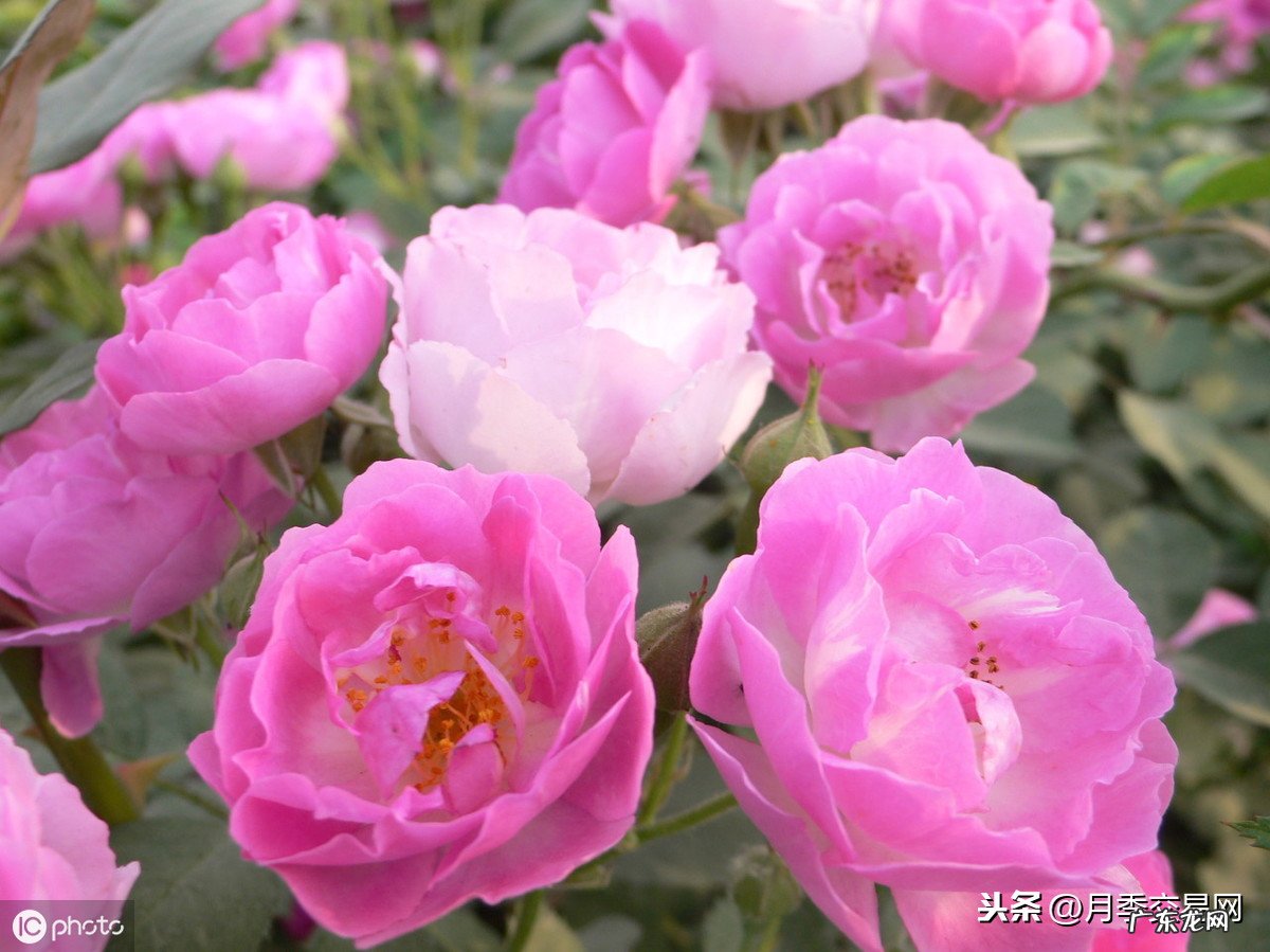 养月季是要讲究风水学四大禁忌记心中 家里阳台种藤本月季和紫藤风水