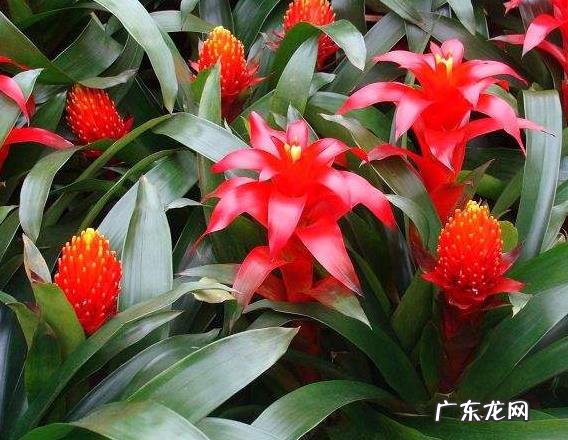 “3种花”家里养看着就“喜庆”养1盆有“财源不断”的寓意 家里阳台种凤梨风水