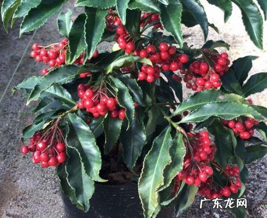 “3种花”家里养看着就“喜庆”养1盆有“财源不断”的寓意 家里阳台种凤梨风水