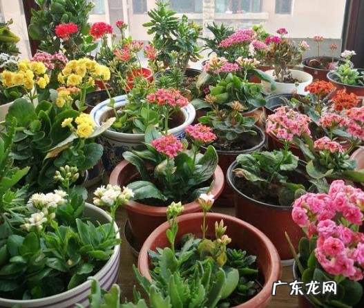 “3种花”家里养看着就“喜庆”养1盆有“财源不断”的寓意 家里阳台种凤梨风水