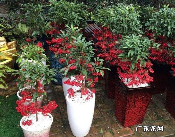 “3种花”家里养看着就“喜庆”养1盆有“财源不断”的寓意 家里阳台种凤梨风水