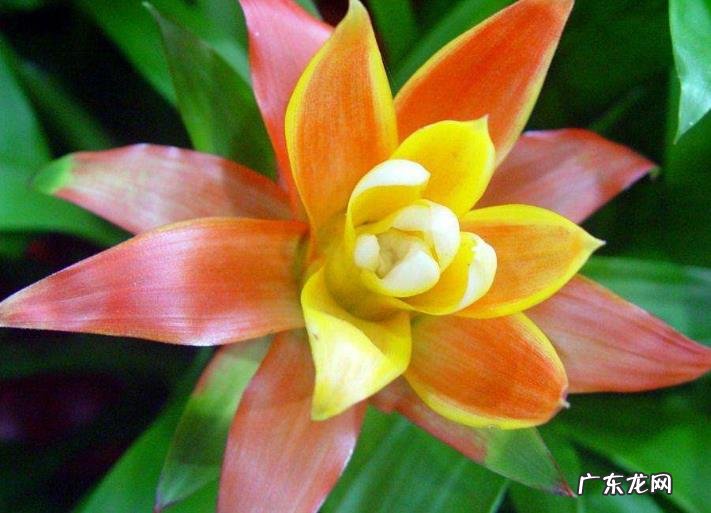 “3种花”家里养看着就“喜庆”养1盆有“财源不断”的寓意 家里阳台种凤梨风水