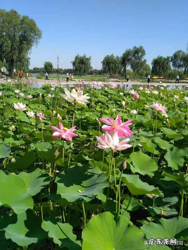 荷花的别称有哪些?