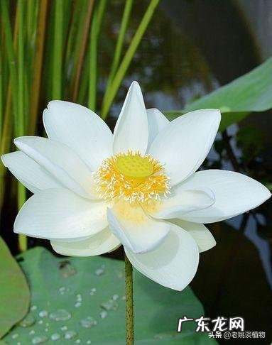 荷花的别称有哪些?