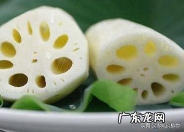 荷花的别称有哪些?