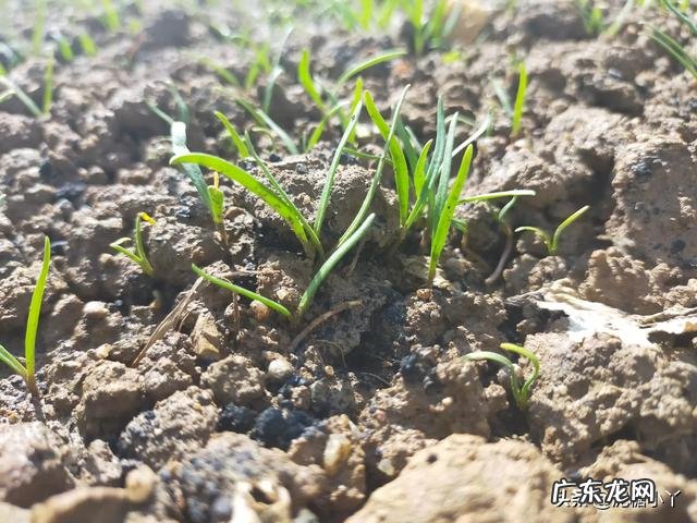 立春后,可以种哪些蔬菜?