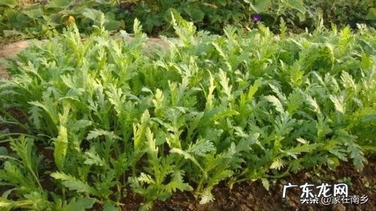 立春后,可以种哪些蔬菜?