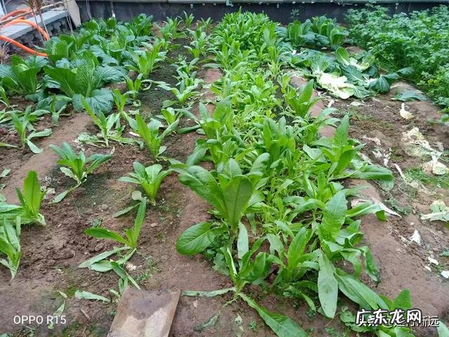 立春后,可以种哪些蔬菜?