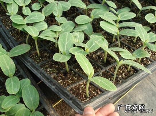 立春后,可以种哪些蔬菜?