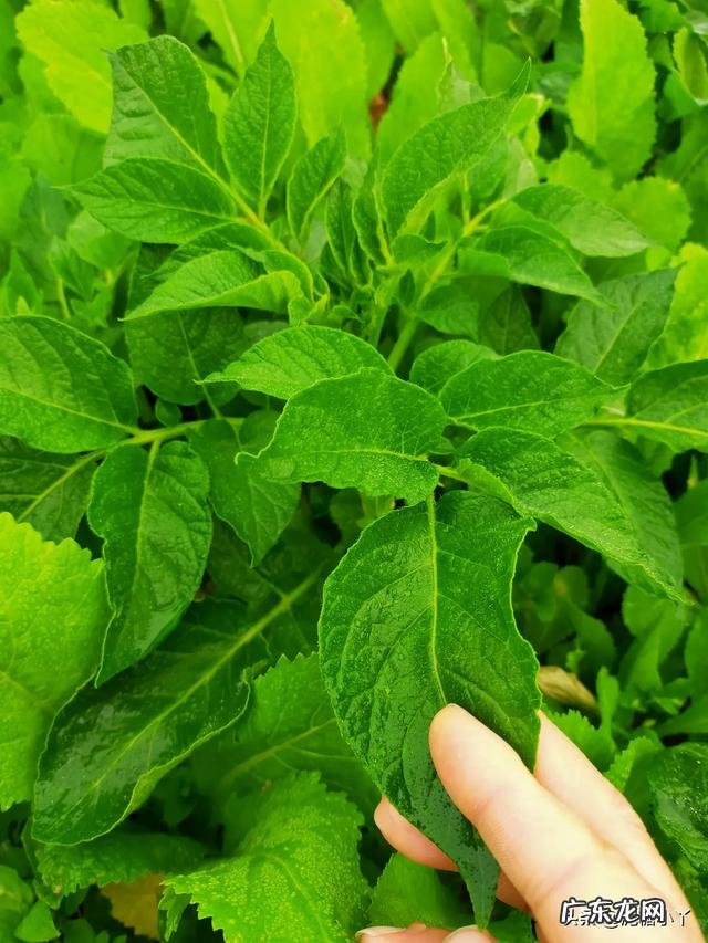 立春后,可以种哪些蔬菜?