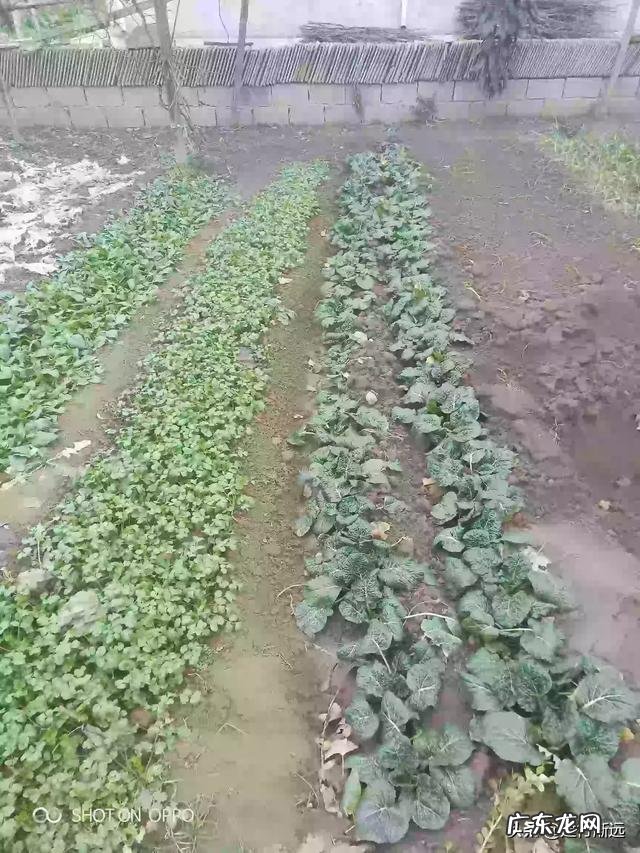 立春后,可以种哪些蔬菜?