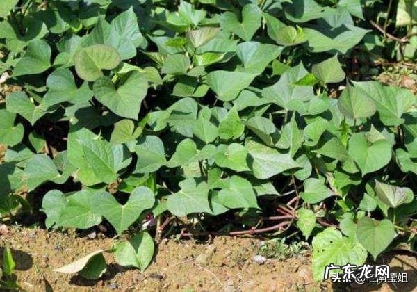 立春后,可以种哪些蔬菜?