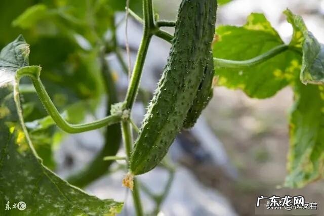 立春后,可以种哪些蔬菜?