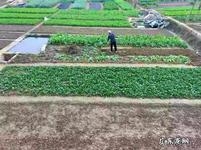 立春后,可以种哪些蔬菜?