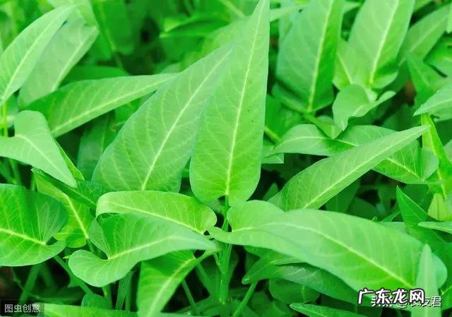 立春后,可以种哪些蔬菜?