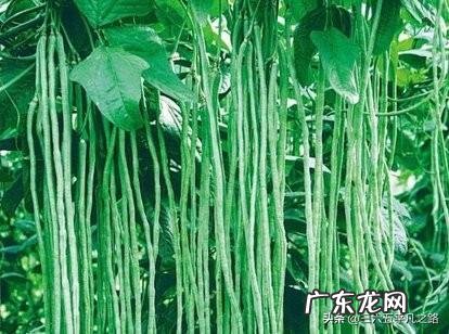 立春后,可以种哪些蔬菜?