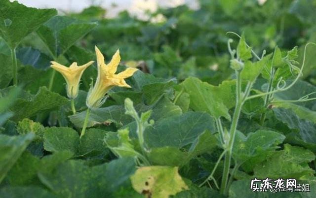 立春后,可以种哪些蔬菜?