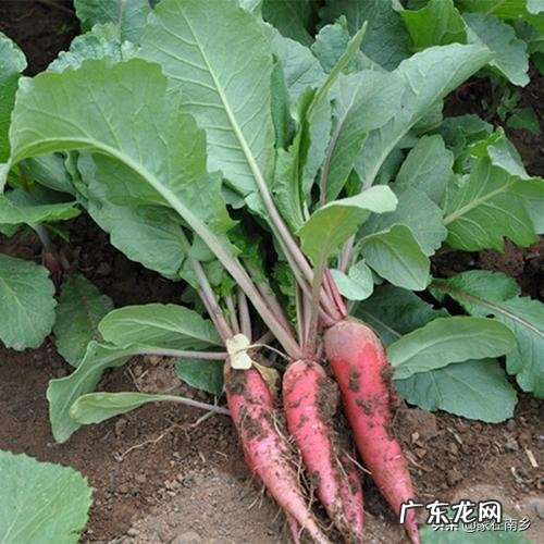 立春后,可以种哪些蔬菜?