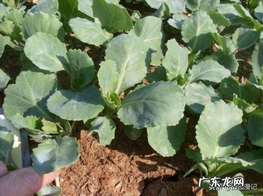 立春后,可以种哪些蔬菜?