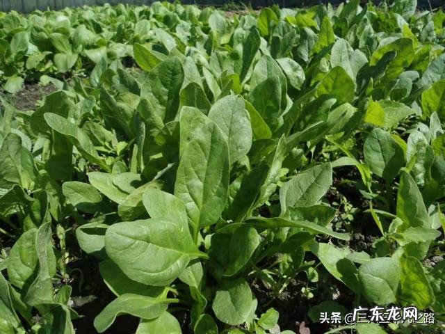 立春后,可以种哪些蔬菜?