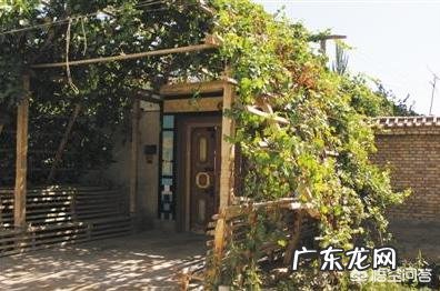 家里庭院适合种什么品种的葡萄？