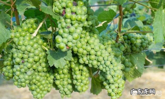 家里庭院适合种什么品种的葡萄？