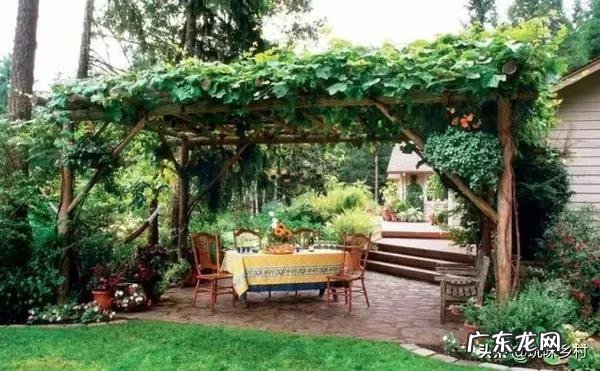 家里庭院适合种什么品种的葡萄?