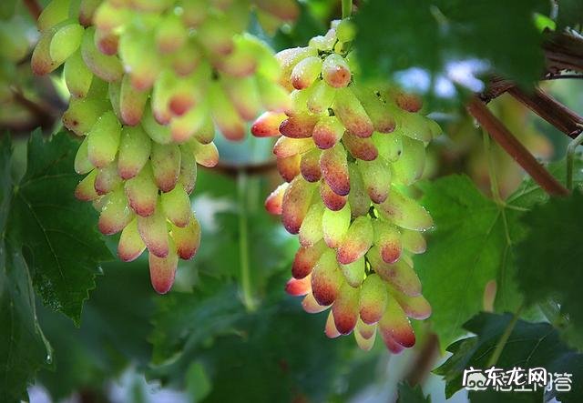 家里庭院适合种什么品种的葡萄?