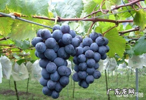 家里庭院适合种什么品种的葡萄?