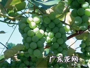 家里庭院适合种什么品种的葡萄?