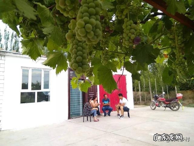 家里庭院适合种什么品种的葡萄?