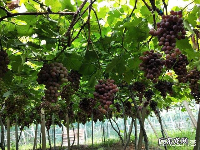 家里庭院适合种什么品种的葡萄?