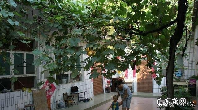 家里庭院适合种什么品种的葡萄?