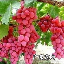 家里庭院适合种什么品种的葡萄?
