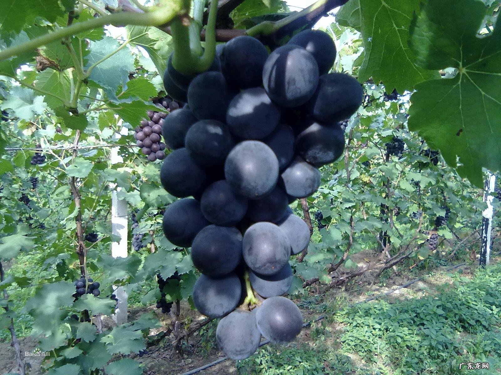 家里庭院适合种什么品种的葡萄?