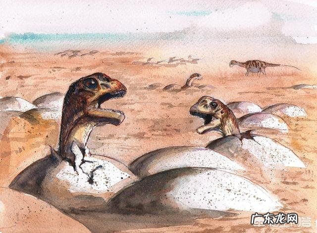 恐龙蛋为啥会形成化石?