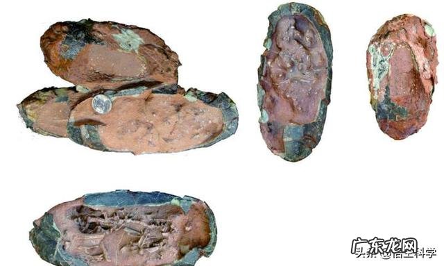 恐龙蛋为啥会形成化石?