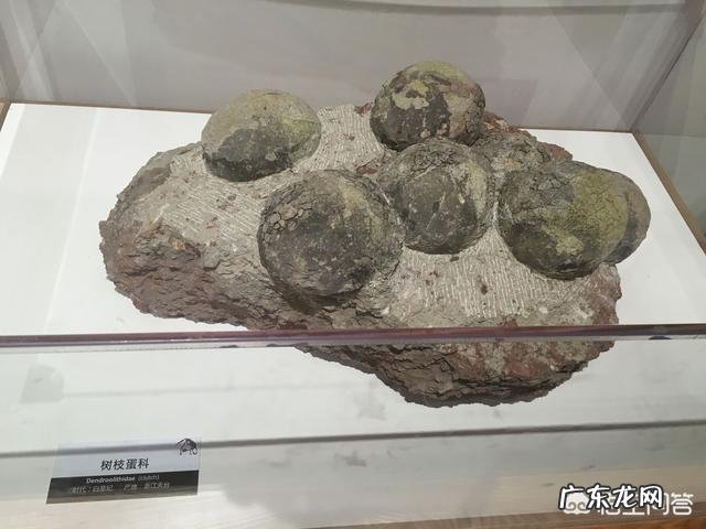 恐龙蛋为啥会形成化石?