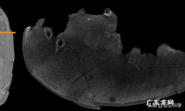 恐龙蛋为啥会形成化石?
