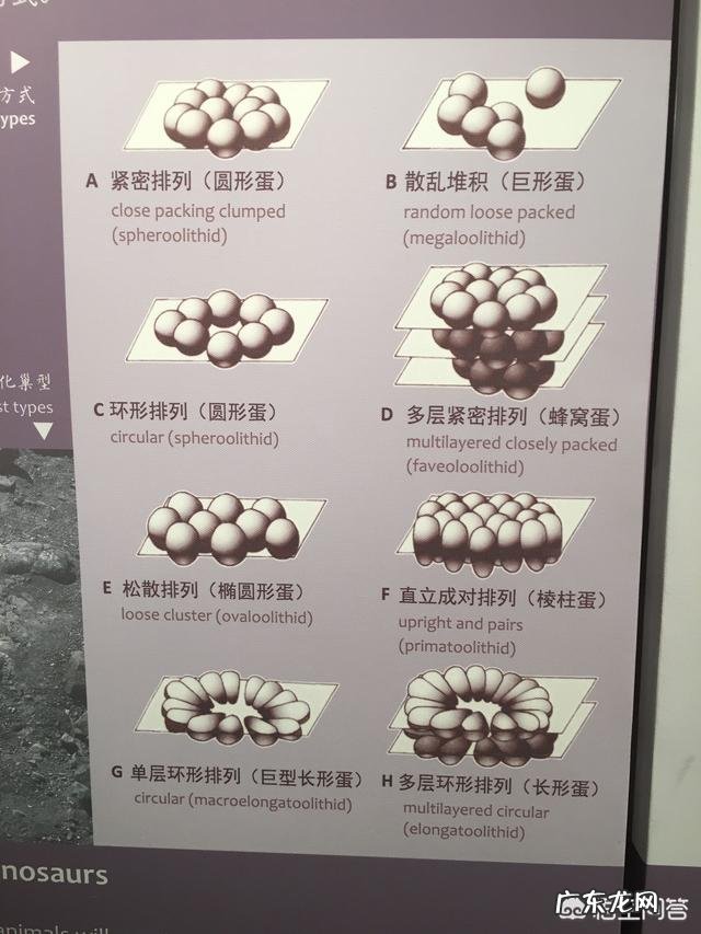 恐龙蛋为啥会形成化石?