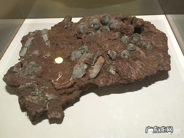 恐龙蛋为啥会形成化石?